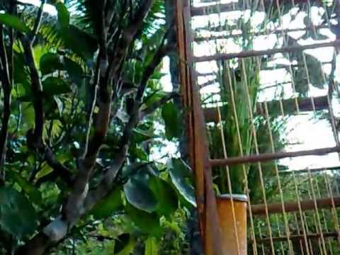 16072012096.mp4 papa capim de Léo Barreiros-pe (o nome desse papa é pinoquei)