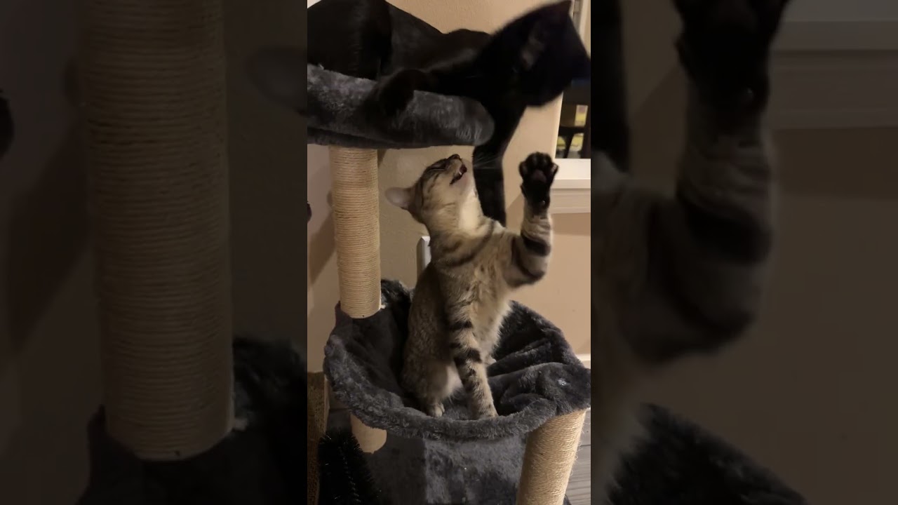 Enlarge Rogue, a Adoptable Tabby in Woodinville, WA video 5/5