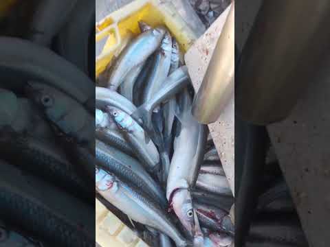 Excelente pesca en Monte Guamini guia EL PATA @juanmanuel.bermejo tel +54 9 2923 57-1118.