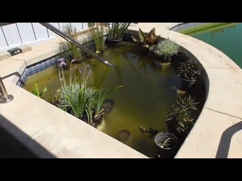 Swimming Pool to Natural Pond Conversion - Episode #3
