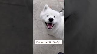 Big sister, Goona🐻‍❄️🤍 #Samoyed #サモエド #fyp #shorts #dogandbaby
