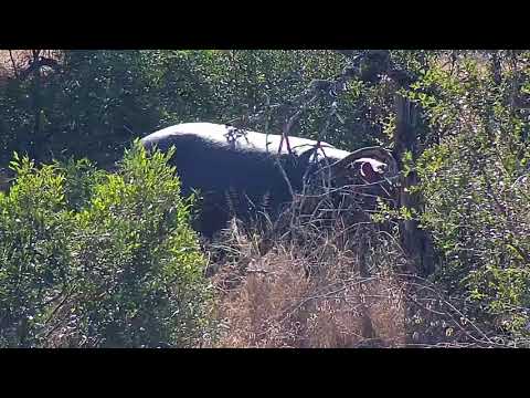 Djuma: Three Hippos out grazing - 09:59 - 06/14/21
