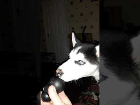 HUSKY PRESLEY LOVES HIS KONG