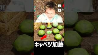 キャベツ加藤