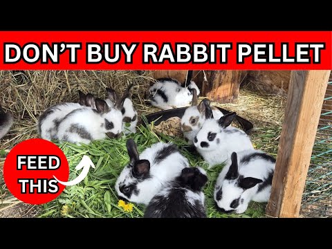 Brilliant ideas FEEDING Rabbits MORE THAN Just PELLETS Weaning A DOZEN rabbit Babies in Rainy Season