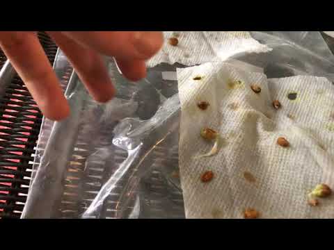 How to grow cherry trees from seed