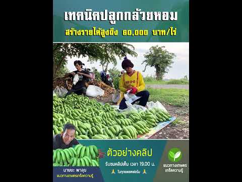 Golden banana planting techniques, generating income of 60,000 baht/1 rai #GoldenBanana #Banana #...