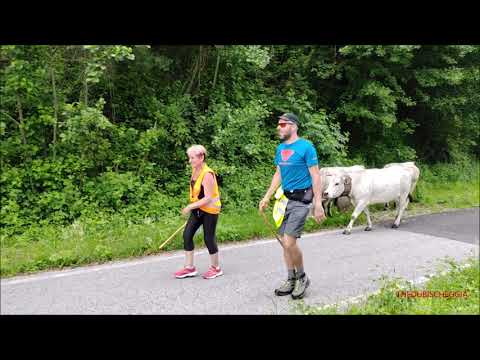 LA TRANSUMANZA DELLA VALLE VERMENAGNA DIRETTA AGLI ALPEGGI A ROBILANTE (CN) DOM. 2 - 7 - 2023.