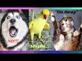 OMG THESE CATS DOGS PARROTS CAN SPEAK ENGLISH Pets Language Funny Talking Animals EPIC