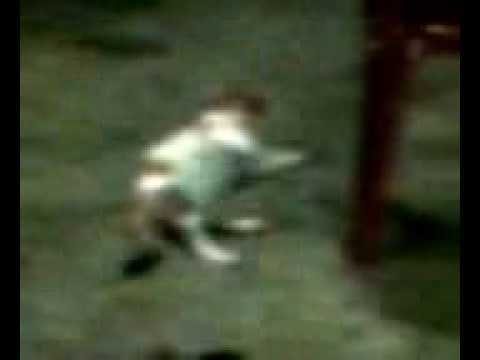 Pregnant Cat in Relax Condition......