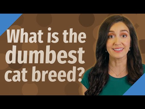 What is the dumbest cat breed?