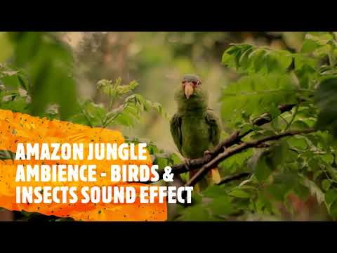 AMAZON JUNGLE AMBIENCE - BIRDS & INSECTS SOUND EFFECTS. ROYALTY FREE