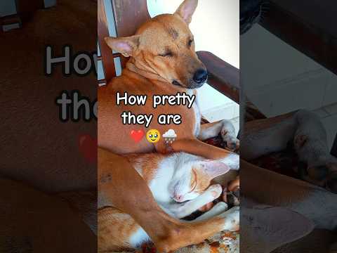 My lovely pets. 🐕🐈 fluffy and Jourgie rainy day cuddles 🌧️