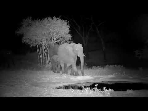 Djuma: Small group of Elephants drink at the pan - 21:54 - 10/30/2022