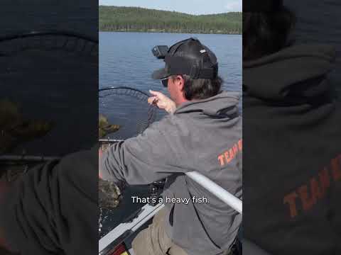 Ena Lake MONSTER trout! @FishHuntCookCanada reels in what could be the lake record. #fishsask