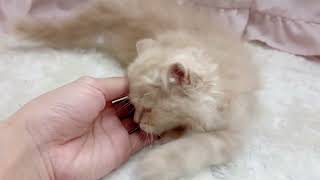 スコティッシュフォールドの動画01