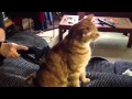 Bert The Vacuum
