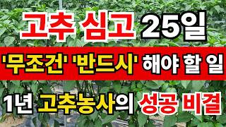 1년 고추 농사 성공 비결? 딱 25일째에 결정됩니다. 무조건 실행하세요