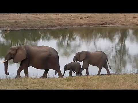 Djuma: Elephants around the dam-Pt:1 - 10/01/20