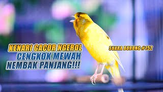 Download lagu SUARA BURUNG |152| Kenari GACOR PANJANG INI Cocok untuk Masteran KENARI PAUD dan Kenari Macet BUNYI mp3