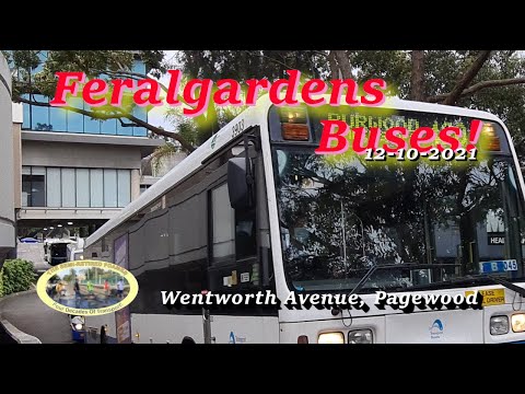 SRF526: 12-10-2021 WESTFIELD EASTGARDENS BUSES