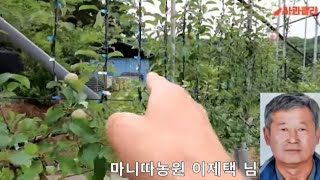 [사과재배] 다축재배 꽃눈을 확보해야