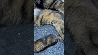 すやすや〜