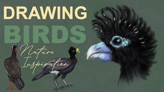 Sketching Guans, Curassows & Chachalacas: Bird Study & Inspiration