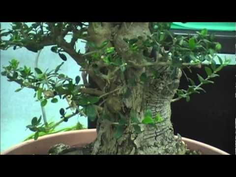 BonsaiArtisans- Glenn Jensen Olive Bonsai Part 1