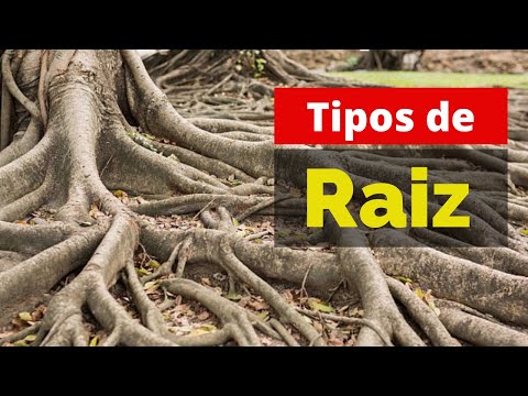 Tipos de Raiz | Morfologia | Anatomia | prof Harison | Biologia direta