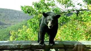 preview picture of video 'Black Bear Close Encounter'