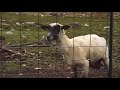 Goat Screams Like K Fee Scream