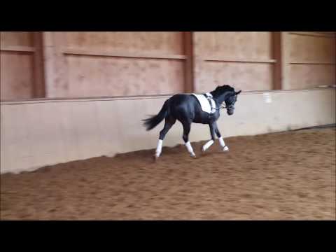 Grey Filou von Grey Flanell III ...