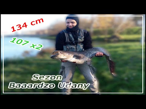 Jak łowię sumy?/ ...a miały być sandacze/ jesienny spinning na rzece