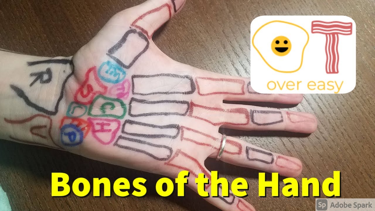 Bones of the Hand and How to Palpate Them
