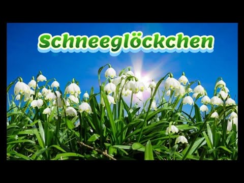 #Schneeglöckchen von Nicole Sunitsch, der Frühling kann kommen💚