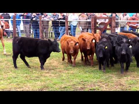 Vaquillonas La Cassina Angus