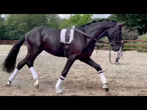 Hengst 2019 San Fürst ( San Amour x Fürst Heinrich ) x Kennedy ﻿