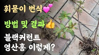 휘묻이번식???? 방법 및 결과????  블랙커런트, 영산홍 번식 이렇게?