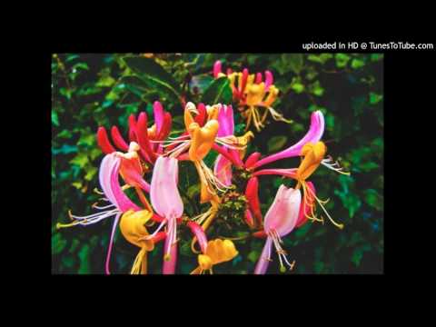 Today's Tango Is... Madreselva - Francisco Canaro 27-10-1931