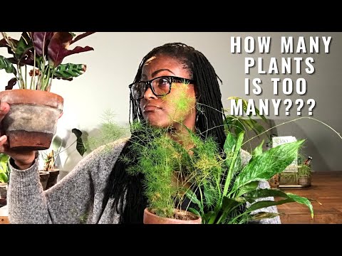 How Many Plants Is TOO MANY | When Is It Time To Let a Plant Go?