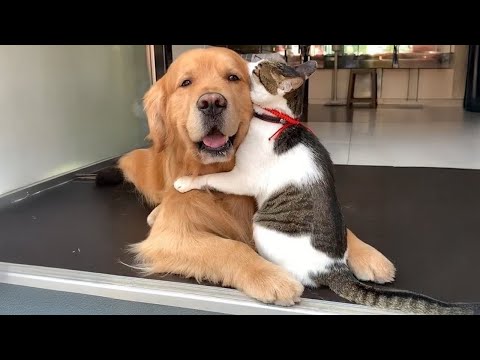 When Your Cats Who Can't Deny Their Love for Dogs! 🐶🐱 Funny Cats and Dogs