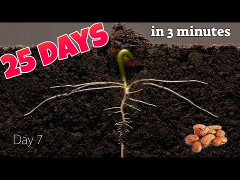 Bean TimeLapse  | 25 days in 3 minutes