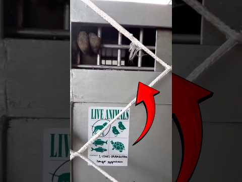 No Creerás lo que Había DENTRO de Esta Jaula 😨⚠️ #shorts