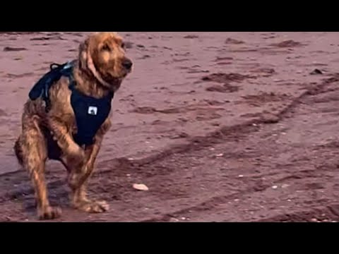 Caged dog sees ocean for first time