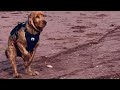 Caged Dog Sees Ocean For First Time