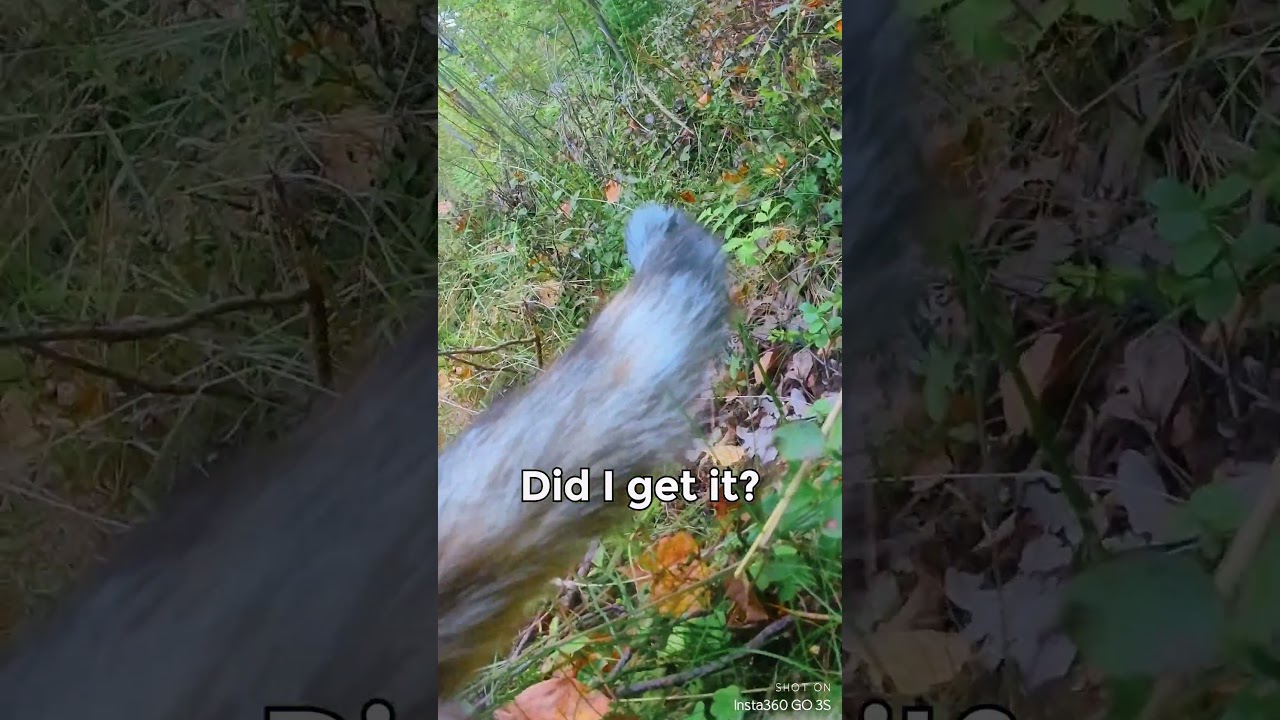 I Gave My Cat a Camera, and Found This...