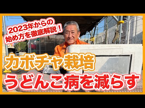 気をつけてください、毒ですよ!このカボチャは食べられません 植物