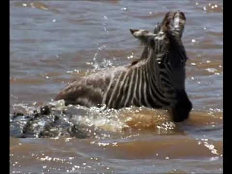 RDVideo - The crocodile of the river Nile - 03/04