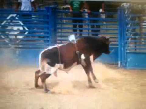 056....Coppertop x Party Time daughter